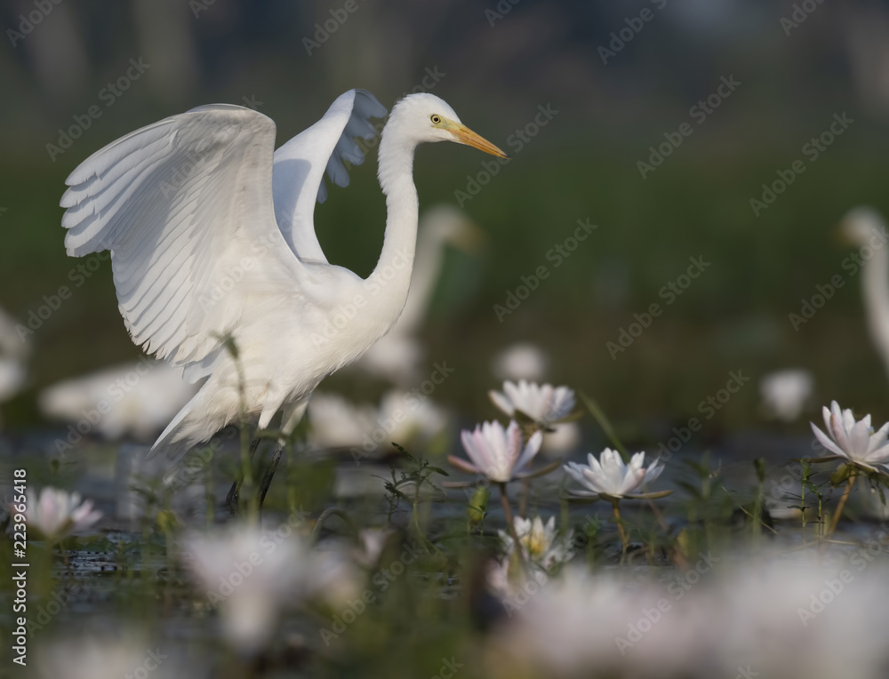 Fototapeta premium Bird dance in Pond