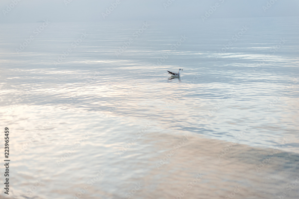 The seagull swims on quiet water about the ocean coast