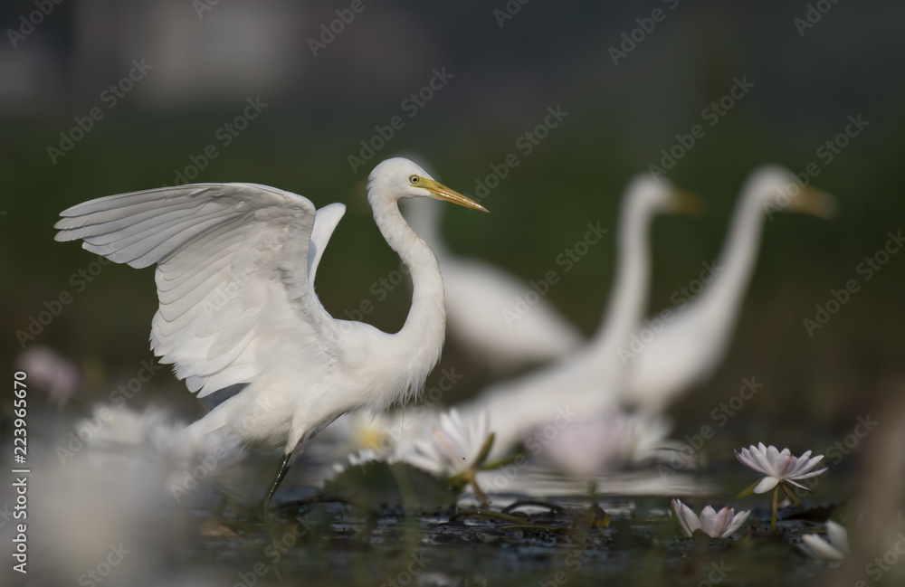 Flock of great Egrets Flock of great Egrets