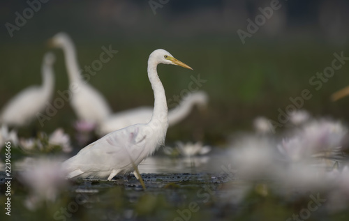  Egret in water lily pond © tahir