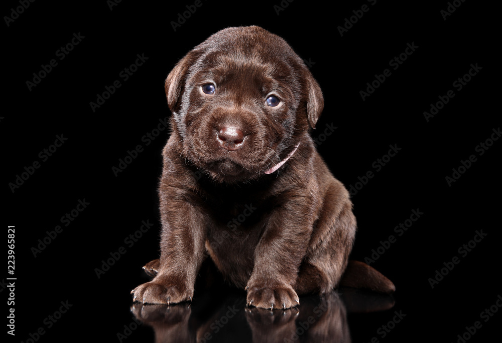 Labrador puppy on black background Labrador puppy on black background
