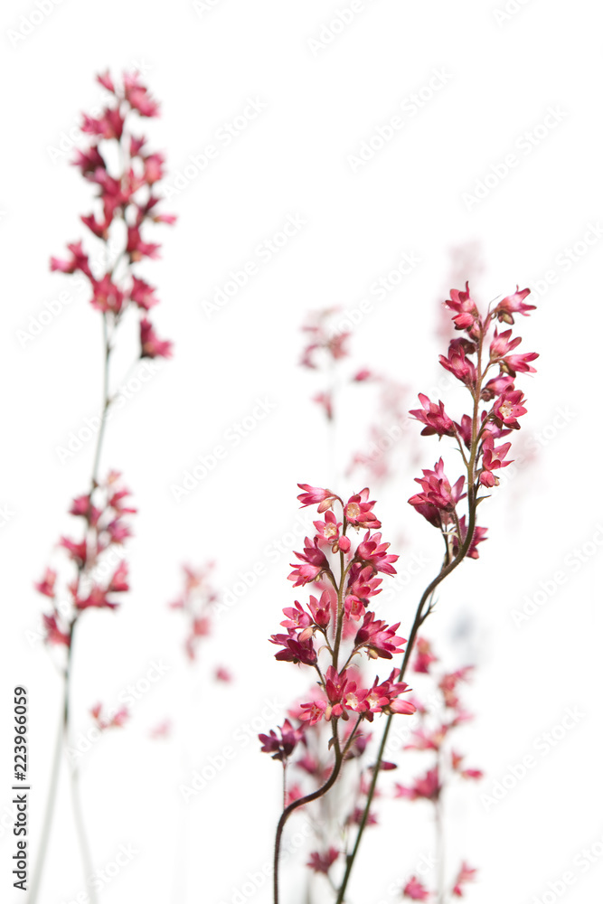Naklejka premium Isolated flowers on white background