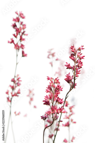 Isolated flowers on white background