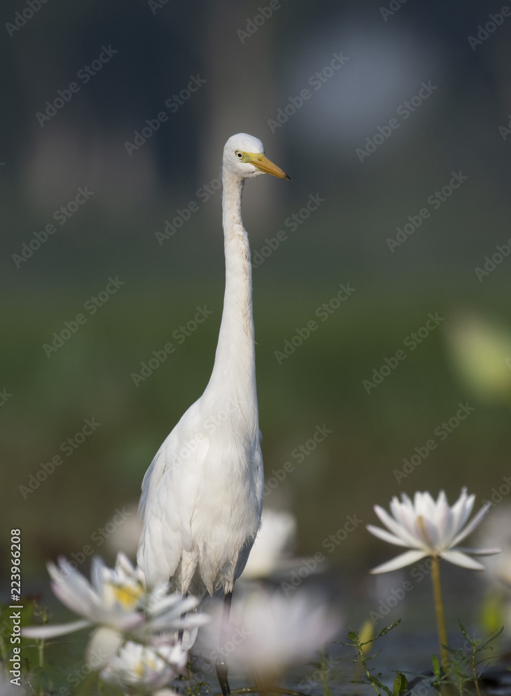Obraz premium Egret in water lily pond