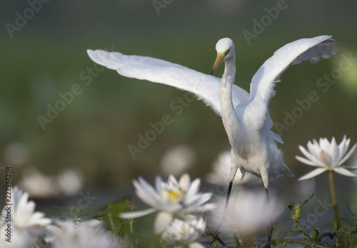  Egret in water lily pond