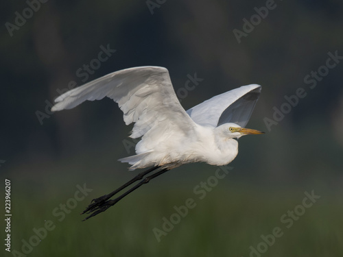  Great Egret flying © tahir