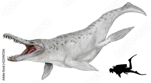 クロノサウルス。プリオサウルス科の海生爬虫類。白亜紀初期の南米、オーストラリアの海域で食物連鎖の頂点にいた。この種は首が短く、頭が大きい。海のティラノサウルスと呼ばれるが噛む力はティラノサウルスよりはるかに強かった。オリジナル・イラスト画像。自作の潜水者のシルエットを比較ゲージに添付している。 © Mineo
