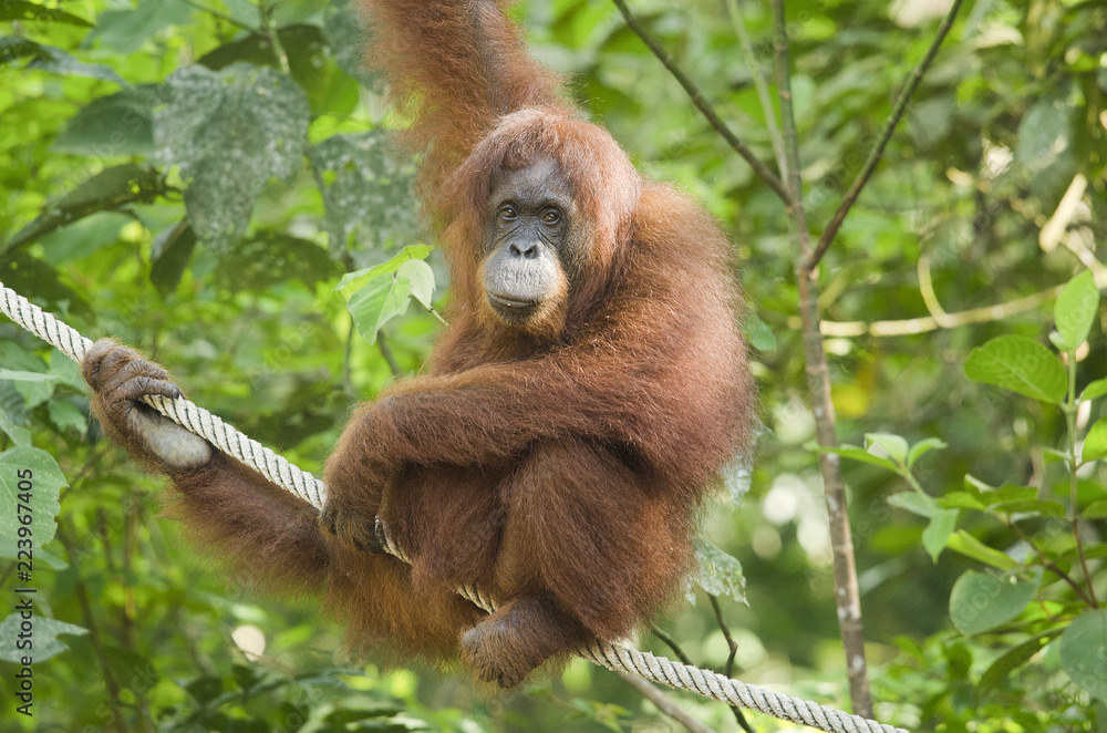 Naklejka premium Female orang-utan hanging in a tree looking at camera