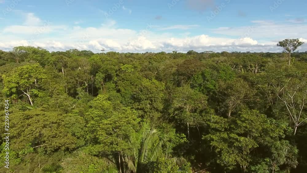 Flying over the canopy of pristine Amazonian rainforest. With blue sky above. Near the Rio Shiripuno in the Ecuadorian Amazon. Flying over the canopy of pristine Amazonian rainforest. With blue sky above. Near the Rio Shiripuno in the Ecuadorian Amazon.