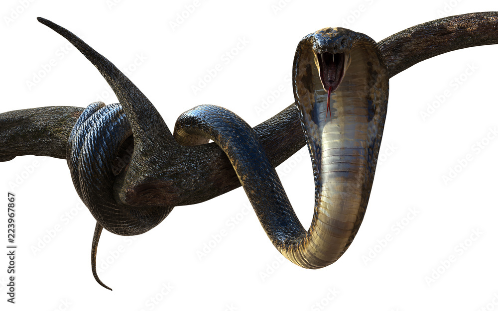 Fototapeta premium 3d Illustration King Cobra The World's Longest Venomous Snake Isolated on White Background, King Cobra Snake with Cliping Path