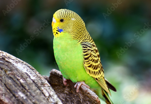 Closeup of a small green budgie sitting on a tree branch
