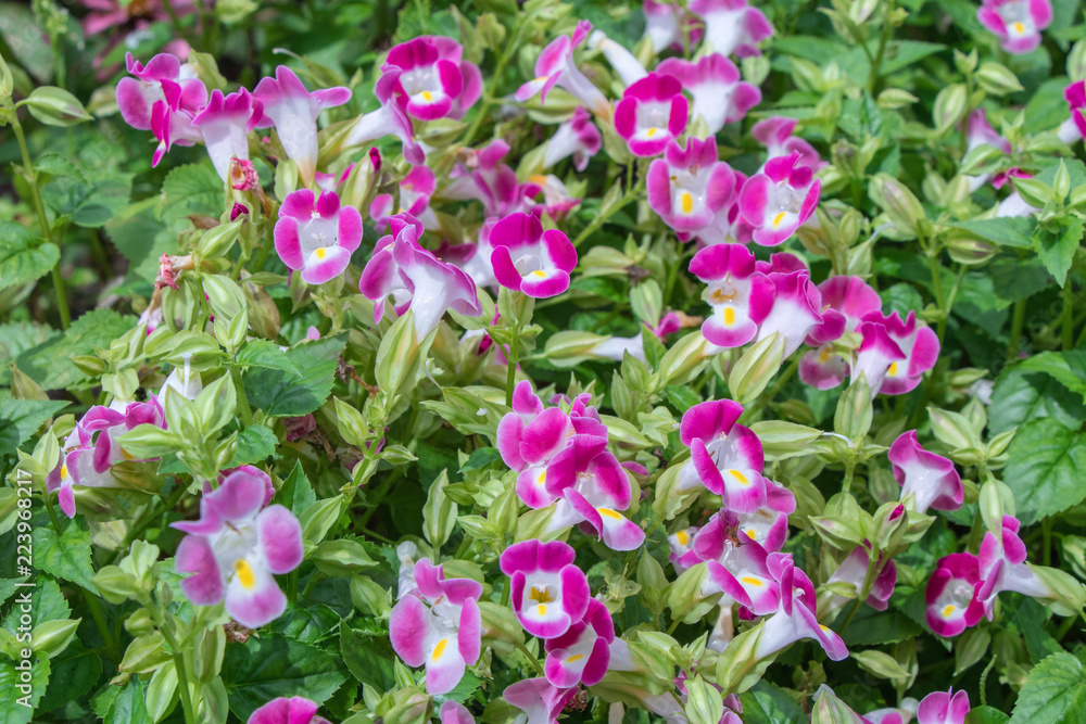  Close up pink Torenia fournieri flower or wishbone flower blurred background.