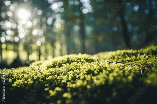 Fototapeta Naklejka Na Ścianę i Meble -  Grünes Moos in einem Wald