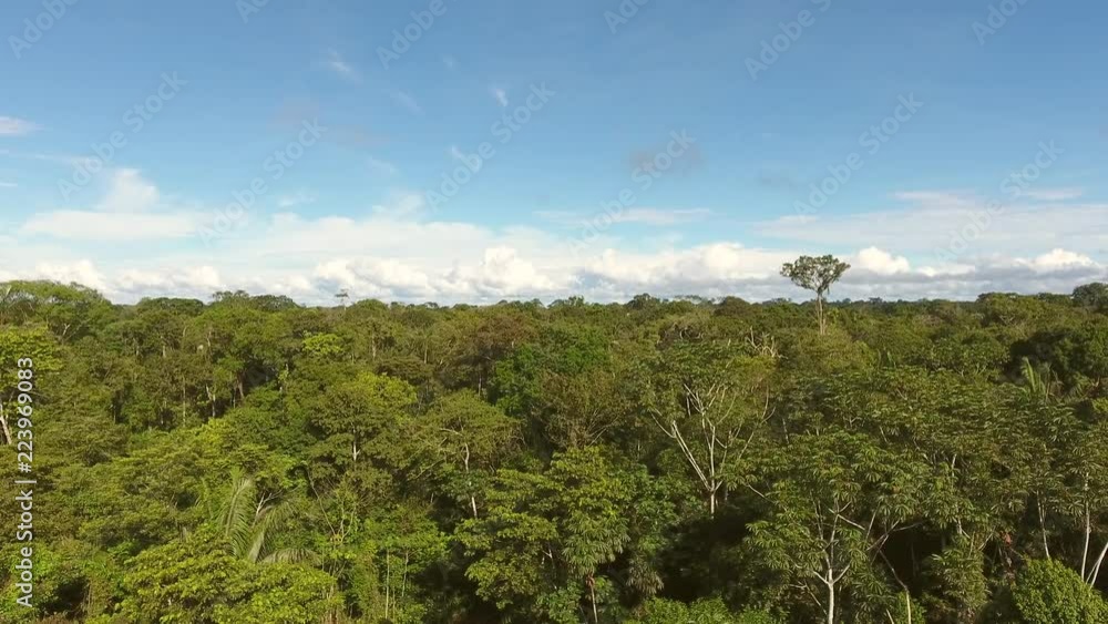 Tracking sideways over the canopy of pristine Amazonian rainforest. With blue sky above. Near the Rio Shiripuno in the Ecuadorian Amazon. Tracking sideways over the canopy of pristine Amazonian rainforest. With blue sky above. Near the Rio Shiripuno in the Ecuadorian Amazon.