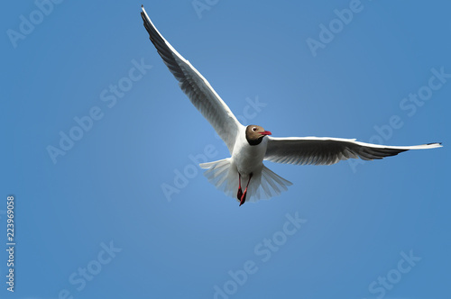 Seagull in flight  blue sky in the background