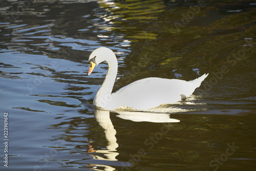 WHITE SWAN ON CANAL IN CLOSE UP