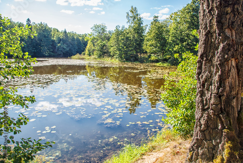 Fototapeta Naklejka Na Ścianę i Meble -  lake in the forest on summer day