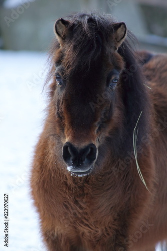 Wallpaper Mural Brown shetland pony Torontodigital.ca
