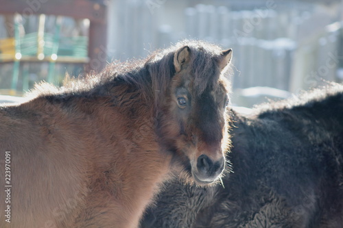 Wallpaper Mural Brown shetland pony Torontodigital.ca