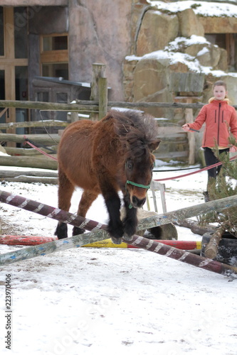 Wallpaper Mural Brown shetland pony Torontodigital.ca