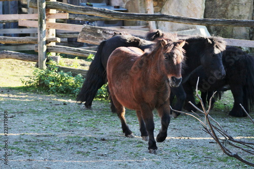 Wallpaper Mural Brown shetland pony Torontodigital.ca