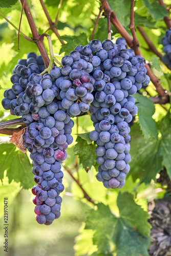bunch of black grapes on the vine to mature waiting for the harvest