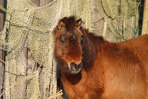 Wallpaper Mural Brown shetland pony Torontodigital.ca