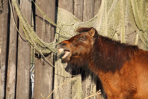 Wallpaper Mural Brown shetland pony Torontodigital.ca