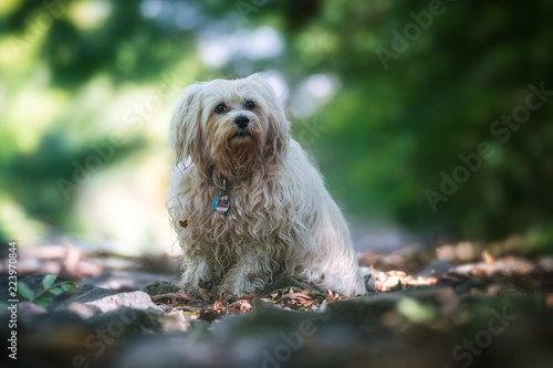 Wallpaper Mural Havaneser Torontodigital.ca
