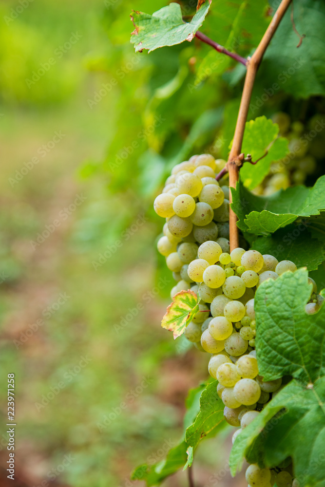 Weintrauben in den Weinbergen , Mosel 