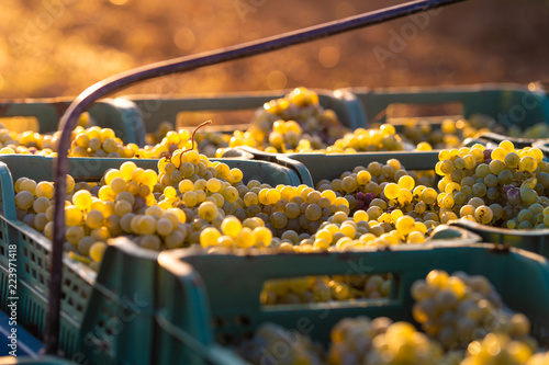 Canvas Print Grape harvesting on vineyards