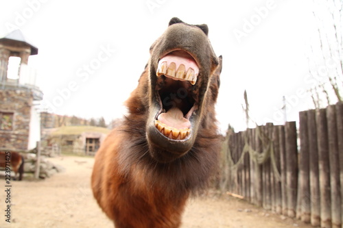 Wallpaper Mural Smiling shetland pony Torontodigital.ca