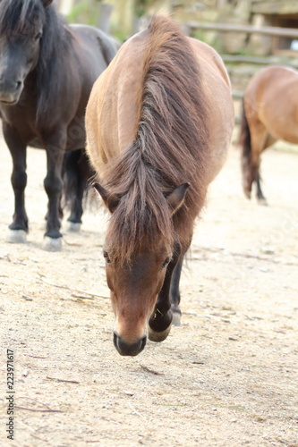 Wallpaper Mural Brown shetland pony Torontodigital.ca