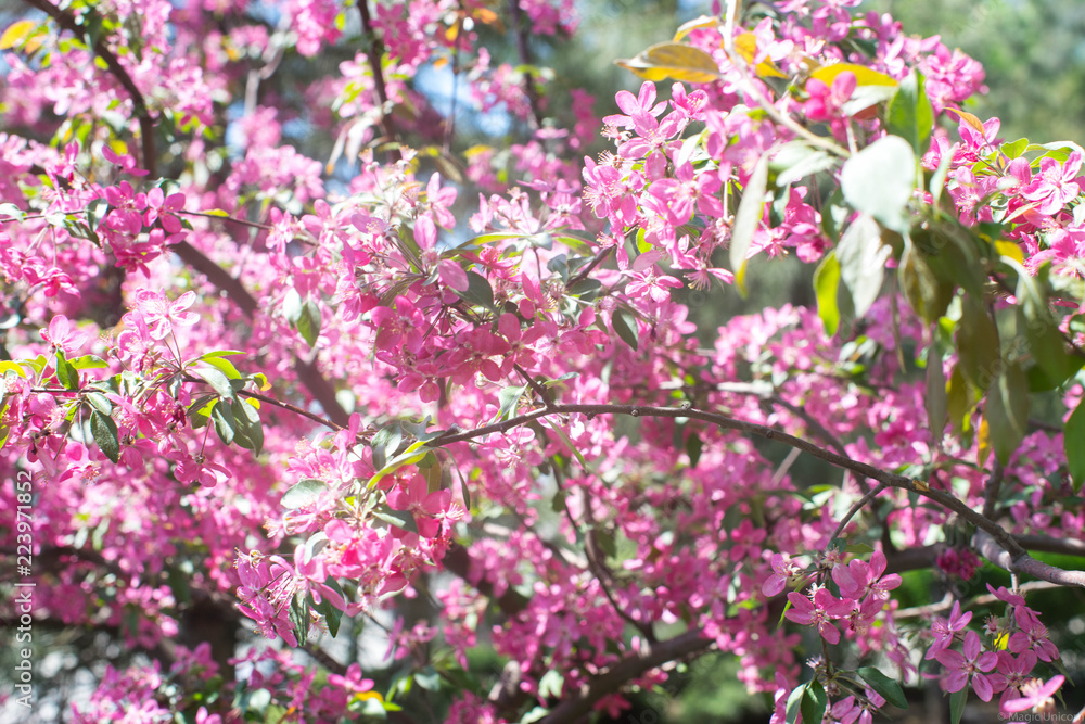 Blooming tree