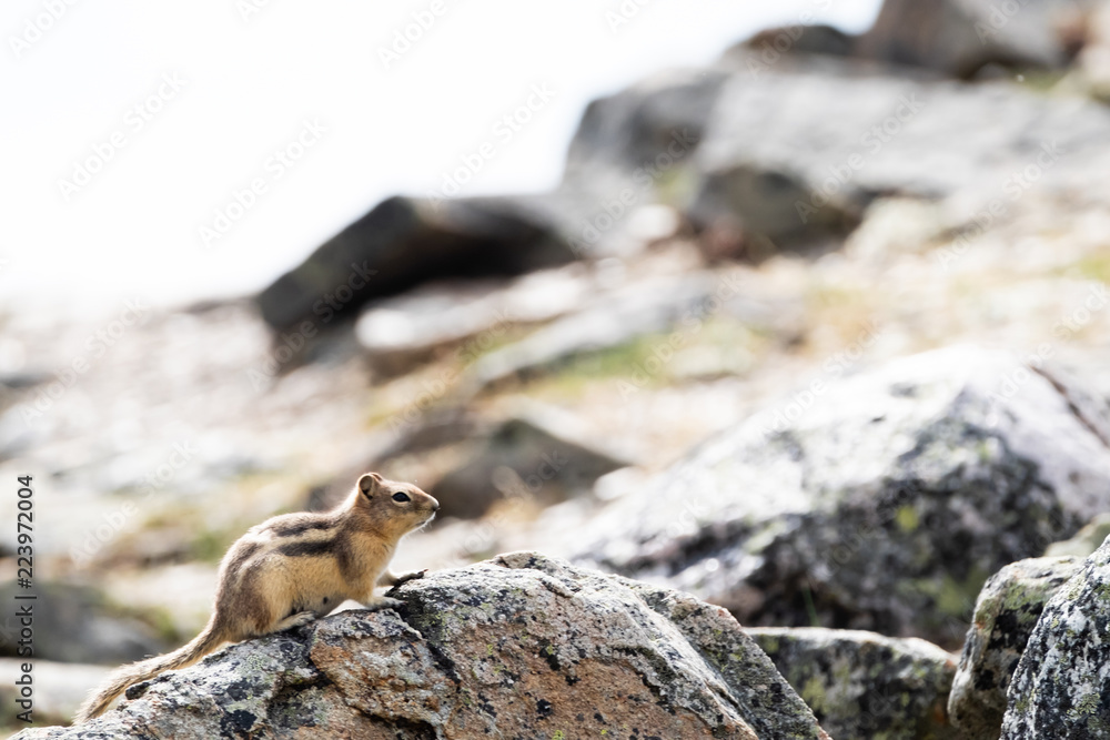 Fototapeta premium Chipmunk on Whistlers Peak near Jasper, Alberta, Canada