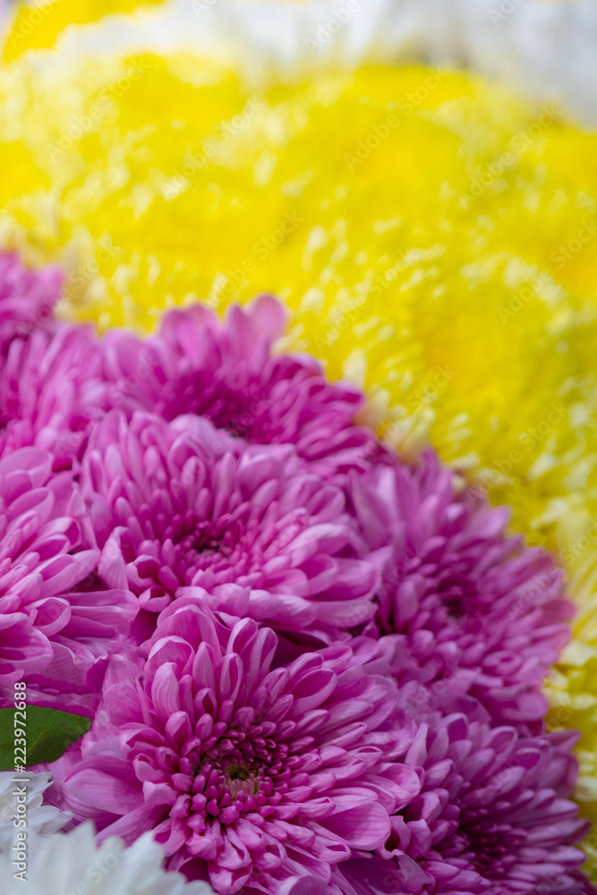 Chrysanthemums are flowering plants of the genus Chrysanthemum in the family Asteraceae. They are native to Asia and northeastern Europe. Chrysanthemums are flowering plants of the genus Chrysanthemum in the family Asteraceae. They are native to Asia and northeastern Europe.