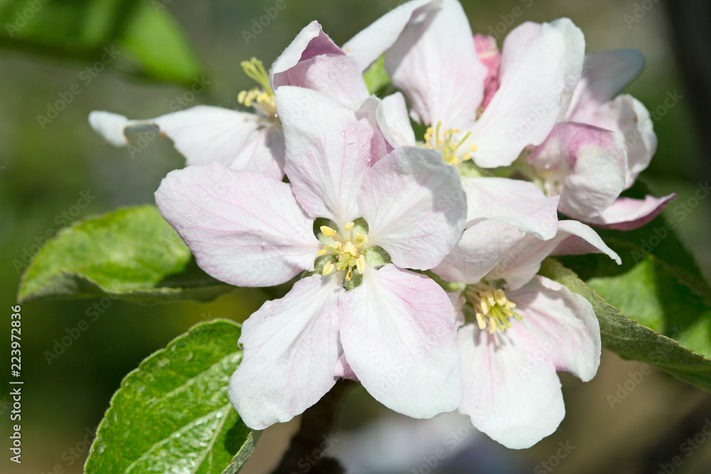 Fototapeta premium Apple garden