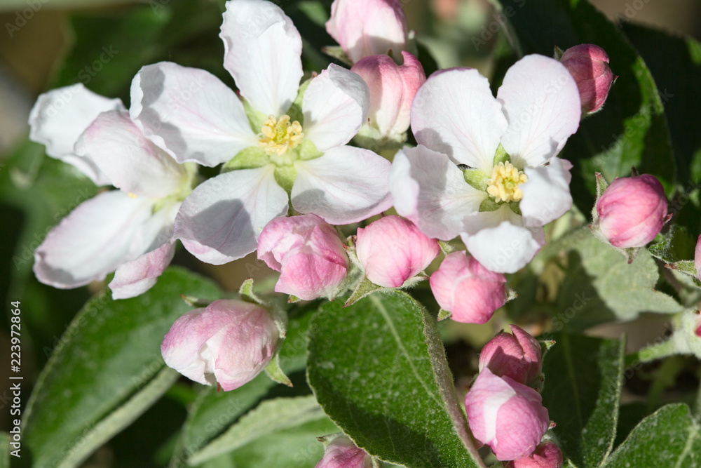 Obraz premium Apple garden