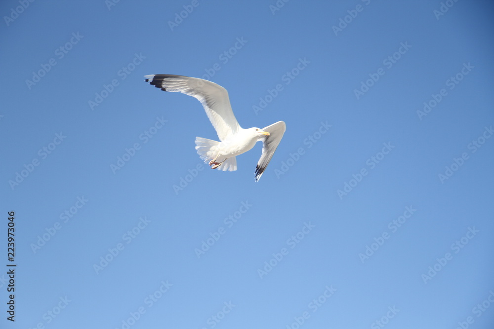 Obraz premium seagull