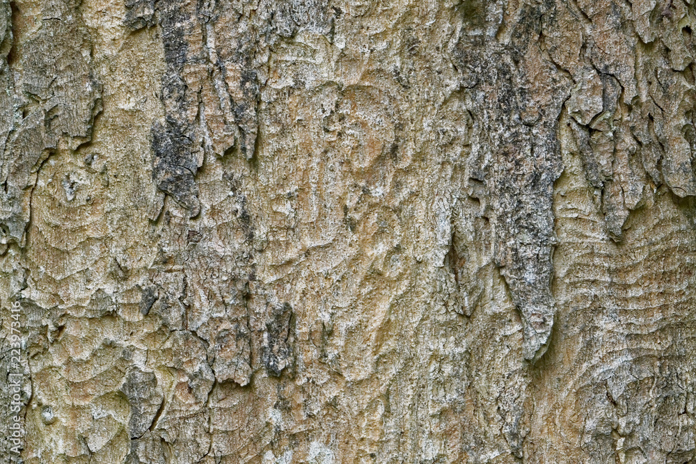 Fototapeta premium Abstract old wood tree bark texture.