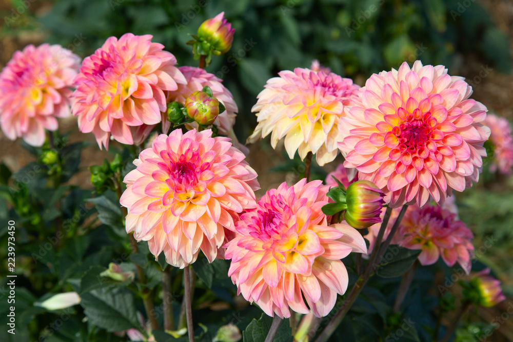 Dahlia flower Dahlia flower