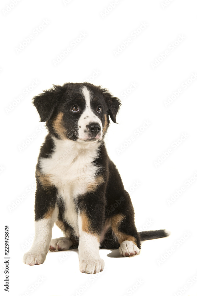 Cute australian shepherd puppy looking away isolated on a white background
