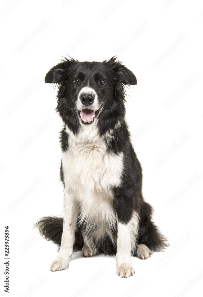 Border Collie dog sitting looking at camera isolated on a white background