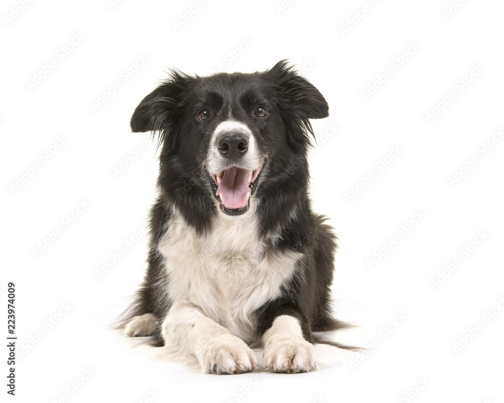 Border collie dog lying down with its head up looking at the camera isolated on a white background