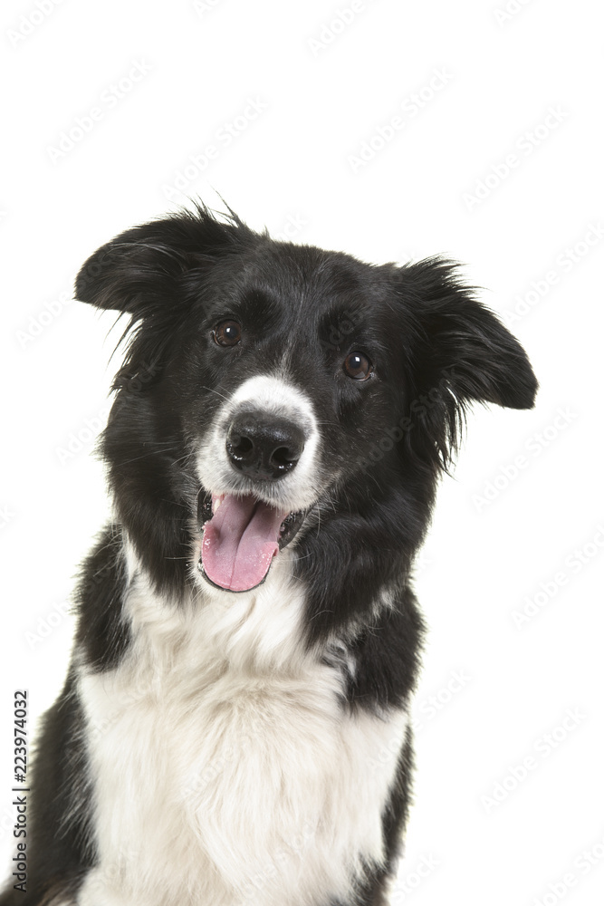 Portrait of a border collie dog looking at the camera with mouth open on a white background