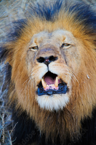Fototapeta Naklejka Na Ścianę i Meble -  South Africa lion screaming on the savannah while lying