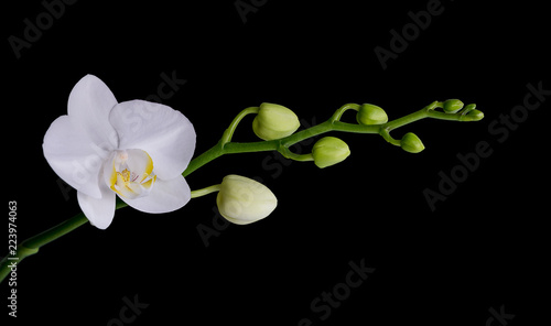 White moth orchid on black