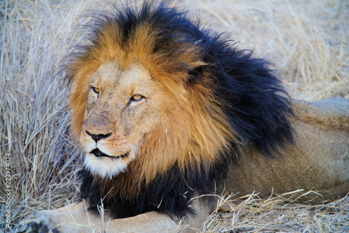 Soutg Africa lion on savannah inside a private game reserve