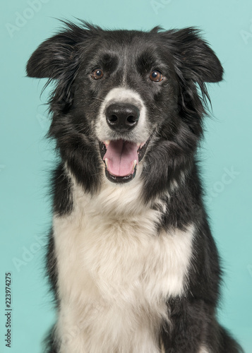 Border Collie dog portrait looking at the camera on a blue turquoise background in a vertical image