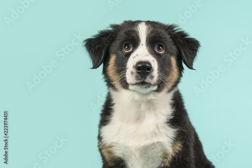 Cute black australian shepherd puppy portrait looking up on a blue turquoise background